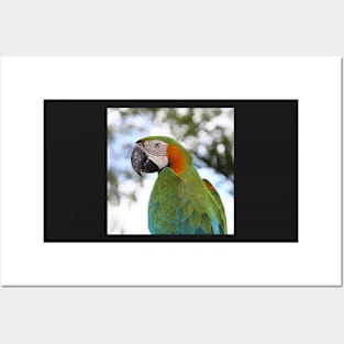 Harlequin Macaw Portrait Posters and Art